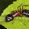 Лесные и садовые муравьи: виды, особенности, вред и польза Черные древесные муравьи